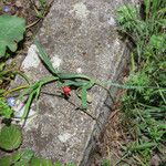 Lathyrus cicera Habitat