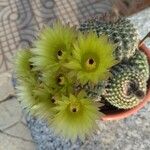 Echinocereus pectinatus花