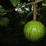 Monodora myristica Fruit