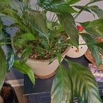 Spathiphyllum floribundumЛист