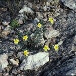 Helianthemum hirtum Habitus