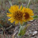 Pentanema helenioides Fiore