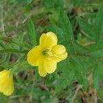 Oenothera biennisКветка