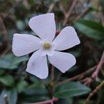 Vinca minor Flor