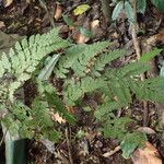 Triplophyllum dimidiatum Leaf