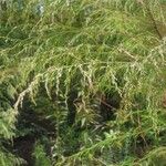 Eupatorium capillifolium Blatt