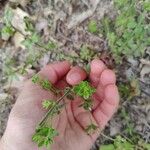 Galium pilosum Leht