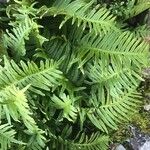 Polypodium cambricum Ліст