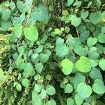 Cercidiphyllum japonicum Habit