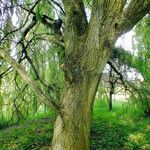 Salix babylonica Kaarna