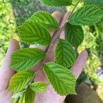 Prunus tomentosa Blatt