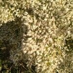 Baccharis halimifoliaFlower