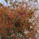 Tapinanthus dependens Hábito