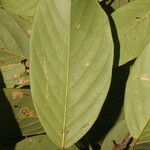 Machaerium floribundum Hoja