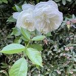 Rosa sempervirens ഇല