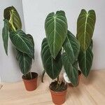 Philodendron melanochrysum Blad