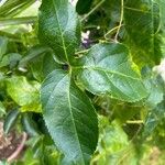 Passiflora cincinnata Leaf