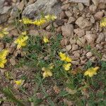 Coronilla minima عادت داشتن