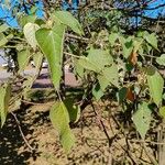 Croton urucurana Blatt