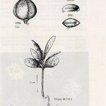 Longetia buxoides その他の提案