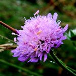 Knautia arvensis Цвят