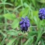 Muscari commutatumЦветок