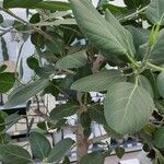 Ficus benghalensis 整株植物