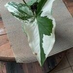 Syngonium podophyllum葉