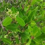 Laguncularia racemosa Folla