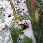 Nicotiana alata 花