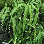 Adiantum caudatum Habit