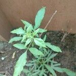 Vitex negundo Levél