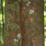 Elvasia elvasioides Bark