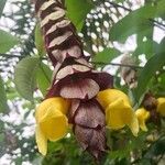 Gmelina philippensis Floare