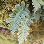 Polypodium vulgare Levél