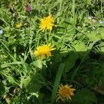 Taraxacum cucullatiforme 花