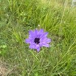 Catananche caeruleaFlower