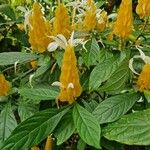 Pachystachys lutea Folha