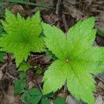 Hydrastis canadensis Leaf