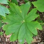 Podophyllum peltatum Lapas