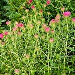 Symphyotrichum novae-angliae Habit