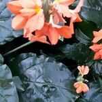Crossandra infundibuliformis Flor