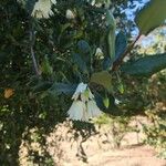 Crinodendron patagua Fiore