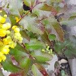 Berberis aquifolium 葉