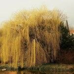 Salix babylonica Hábito