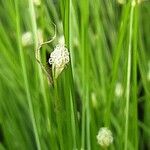 Isolepis cernua Кветка