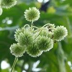 Montanoa hibiscifolia Fruct