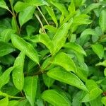 Forsythia viridissima Leht