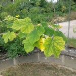 Uncarina decaryi Leaf