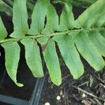 Polystichum acrostichoides Leaf